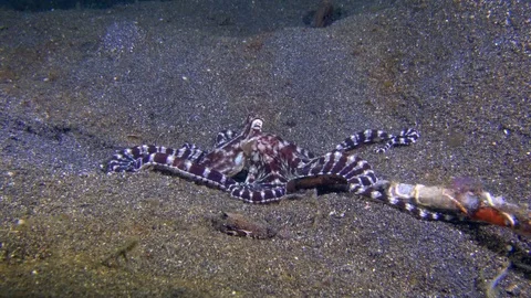 Mimic octopus moving over sand 動画素材 72575744