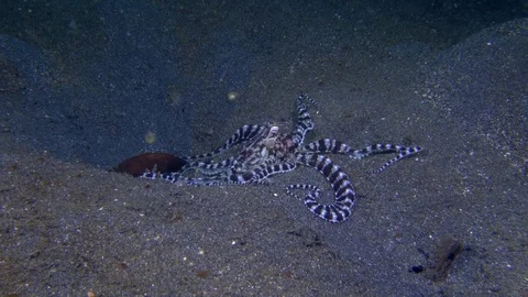 Mimic octopus moving over sand 動画素材 72575792