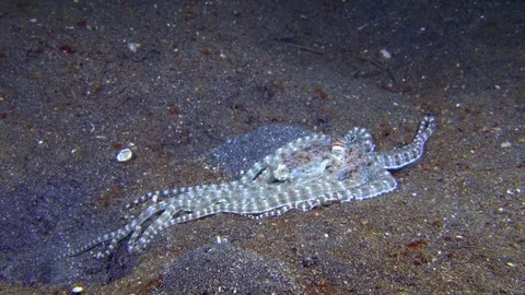 Mimic octopus moving over sand 動画素材 72582246
