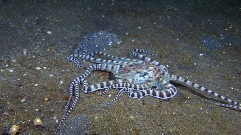 Mimic octopus moving over sand hunting 動画素材 72584354