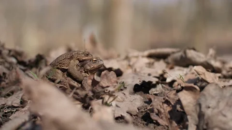 Mimicry and reptiles, for example, frogs. Video stock 105675494