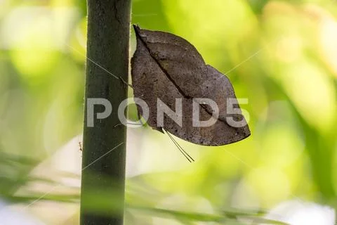 Mimicry butterfly Kallima Paralekta Stock Photos