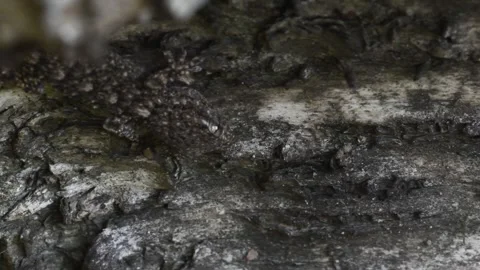 Mimicry, camuflage, gecko, gecko on cortex, tarentola mauritanica, Italy, 库存影片 322682624