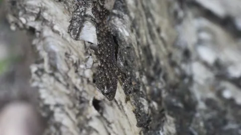 Mimicry, camuflage, gecko, gecko on cortex, tarentola mauritanica, Italy, 库存影片 322682691