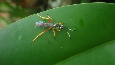 Mimicry example wasp katydid hemiptera biology evolution warning coloration Stock Footage 283859420