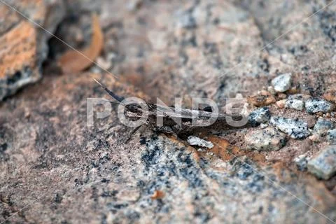 Mimicry in stone grasshopper from South Africa. Stock Photos