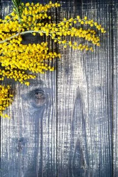 Mimosa, on black background, flat lay Stock Photos
