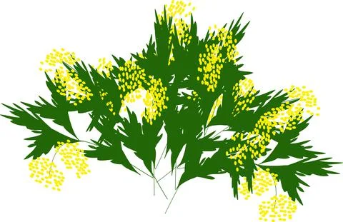 Mimosa bouquet Stock Illustration