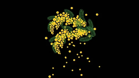 Mimosa branch animation Stock Footage 237745448