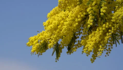 Mimosa branch Stock Footage 176795672