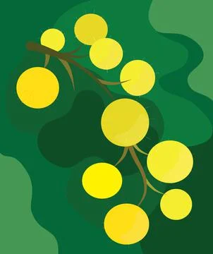 Mimosa branch Stock Illustration