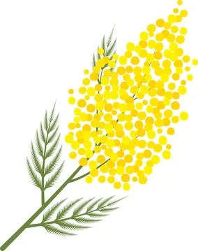Mimosa branch Ilustración de archivo