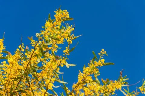 Mimosa branches in bloom Stock Photos