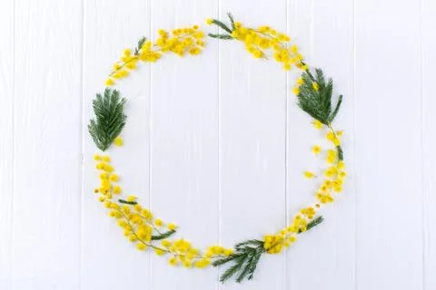 Mimosa circle frame  on white background . Space for text. Floral background. Stock-Fotos
