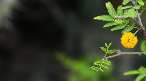 Mimosa close up Stock Footage 21904656