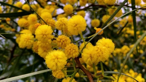 Mimosa flower Stock Footage 151802188