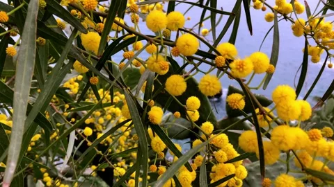 Mimosa flower Stock Footage 151804500