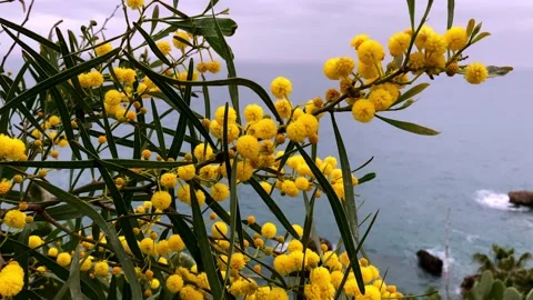 Mimosa flower Stock Footage 151804703