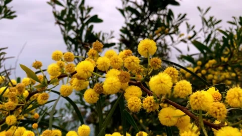 Mimosa flower Stock Footage 151804954