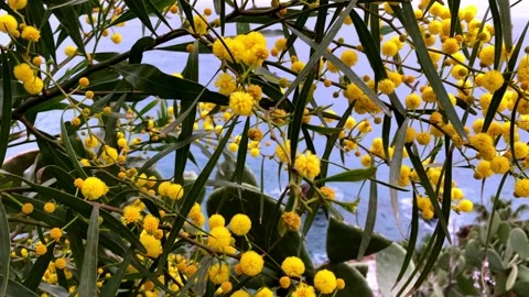 Mimosa flower Stock Footage 151805962