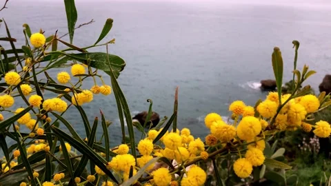 Mimosa flower Stock Footage 151806012