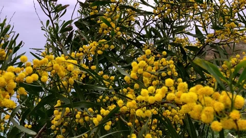 Mimosa flower Stock Footage 151806461