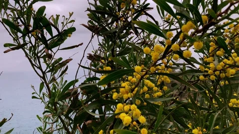 Mimosa flower Stock Footage 151806464