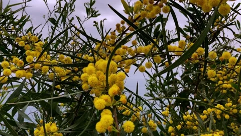 Mimosa flower Stock Footage 151809333