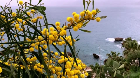 Mimosa flower Stock Footage 151809350