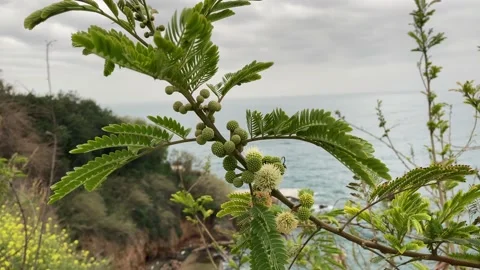 Mimosa flower Stock Footage 151836362
