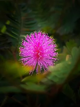 Mimosa Flower Fotos Stock