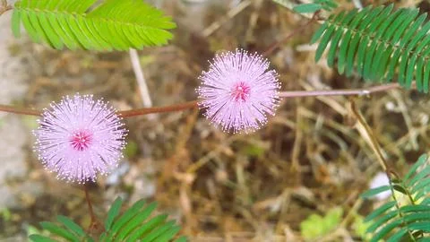 Mimosa flower Stock Photos