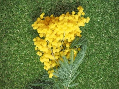 Mimosa flower Stock Photos
