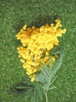 Mimosa flower Stock Photos