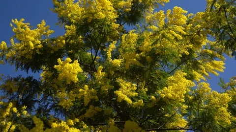 Mimosa flower. Small tree with yellow flowers and blue sky. Video stock 124644094