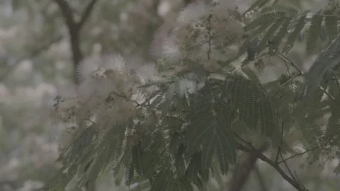 Mimosa flowers Stock Footage 336385916