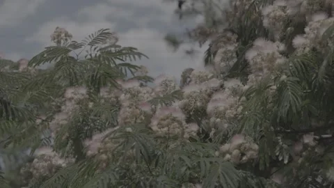 Mimosa flowers Stock Footage 336385918