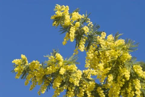Mimosa flowers on plant Stock Photos