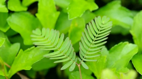 Mimosa fold leafs Stock Footage