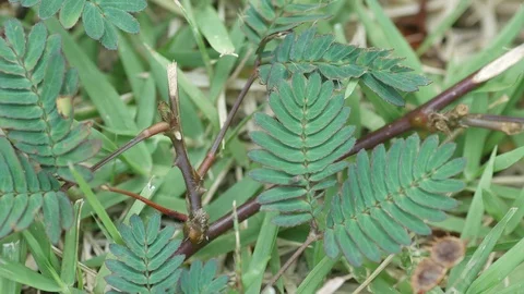 Mimosa folding leaves Stock Footage 107488024