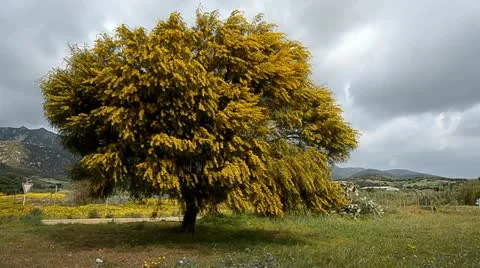 Mimosa Stock Footage 10881044