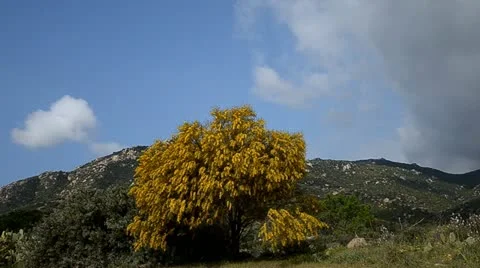 Mimosa Stock Footage 10881049