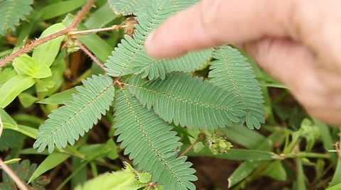 Mimosa Stock Footage 27536445