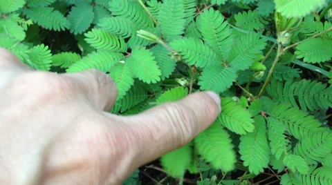 Mimosa Stock Footage 27745680