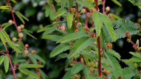 Mimosa Stock Footage 159398755