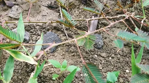 Mimosa Stock Footage 233984313