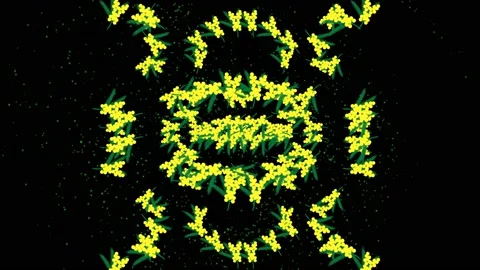 Mimosa Stock Footage 234428727