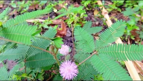 Mimosa Stock Footage 296681746