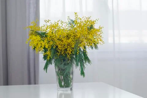 Mimosa in glass vase Stock-Fotos