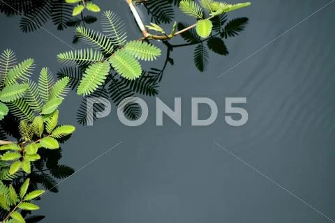 Mimosa growing in water Stock Photos